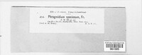 Phragmidium speciosum image
